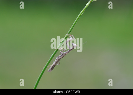 Betender Mantis (Ameles decolor) stehend auf einem Stiel im Sommer Stockfoto