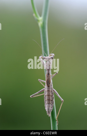 Betender Mantis (Ameles decolor) stehend auf einem Stiel im Sommer Stockfoto