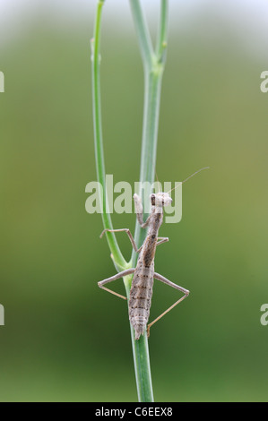 Betender Mantis (Ameles decolor) stehend auf einem Stiel im Sommer Stockfoto