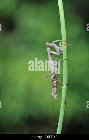 Betender Mantis (Ameles decolor) stehend auf einem Stiel im Sommer Stockfoto