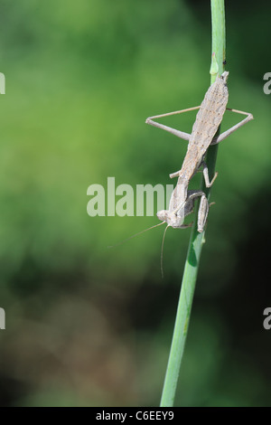 Betender Mantis (Ameles decolor) stehend auf einem Stiel im Sommer Stockfoto