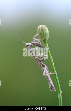 Betender Mantis (Ameles decolor) stehend auf einem Stiel mit einer Schaltfläche "Blume" im Sommer Stockfoto