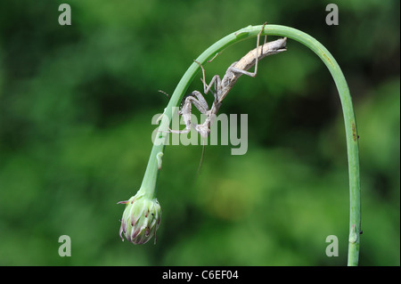 Betender Mantis (Ameles decolor) stehend auf einem Stiel mit einer Schaltfläche "Blume" im Sommer Stockfoto