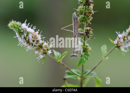 Betender Mantis (Ameles decolor) stehend auf einem Minze-Blüte im Sommer Stockfoto