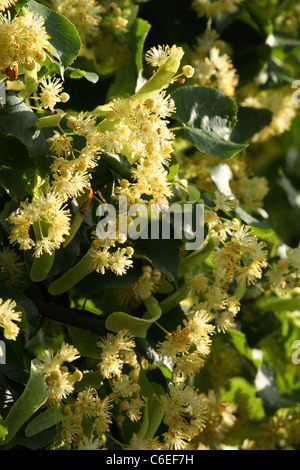 Kleinblättrige Linde (Tilia Cordata) Baum Blüte. Ort: Männliche Karpaty, Slowakei. Stockfoto