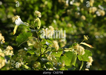 Kleinblättrige Linde (Tilia Cordata) Baum Blüte. Ort: Männliche Karpaty, Slowakei. Stockfoto
