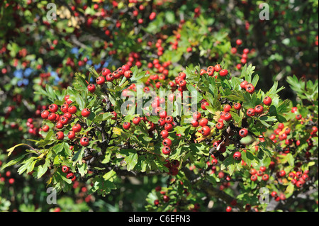 Gemeinsamen Weißdorn (Crataegus Monogyna) am Ende des Sommers mit seinen essbaren rote Hagebutten Stockfoto