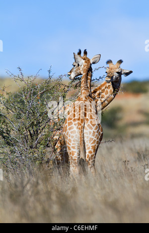 Giraffe im Feld mit blauem Himmel Stockfoto