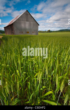 USA, Oregon, Blick durch Weizenfeld auf hölzerne Scheune Stockfoto