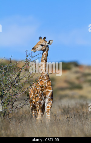 Giraffe im Feld mit blauem Himmel Stockfoto