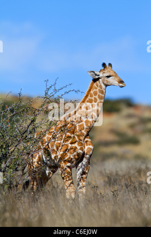 Giraffe im Feld mit blauem Himmel Stockfoto