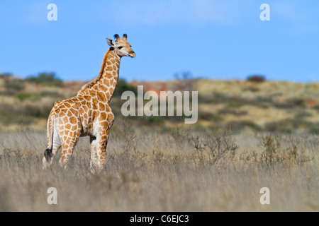 Giraffe im Feld mit blauem Himmel Stockfoto
