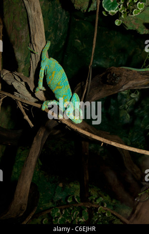 Jemenchamäleon (Chamaeleo Calyptratus) Stockfoto