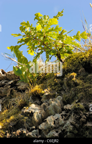 Quercus Suber (Korkeiche), eine Stieleiche in der Rinde der gefällte Baum wächst Stockfoto