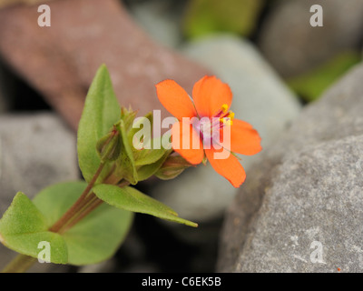 Scarlet Pimpernel, Anagallis arvensis Stockfoto