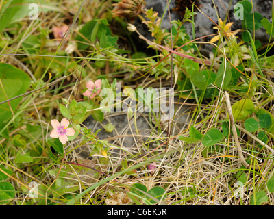 Scarlet Pimpernel, Anagallis Arvensis, Var 'Carnea' Stockfoto