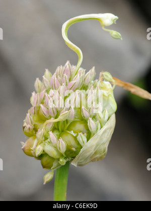Wilder Lauch, Allium ampeloprasum Stockfoto