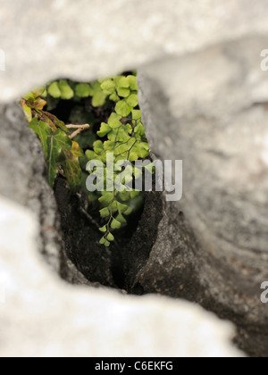 Tausend Farn, Venushaarfarns Capillus-Veneris wachsen in einer Gryke auf dem Burren Stockfoto