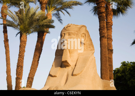 Eines der menschlichen Leitung Sphinxen entlang der Allee der Sphinxe in Luxor-Tempel in Luxor, Ägypten Stockfoto