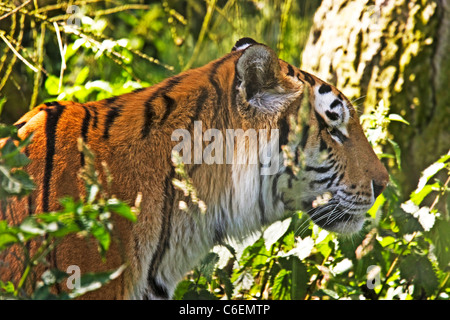 ein Spaziergang durch Rasen im Dschungel Tiger Stockfoto