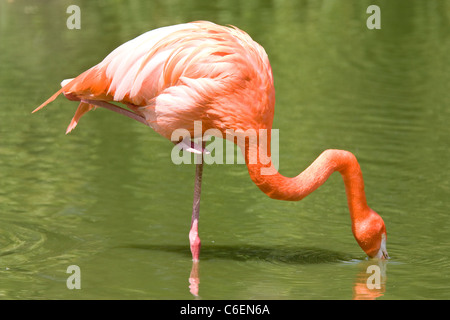 Flamingo stehen auf einem Bein Essen in Fluss Stockfoto