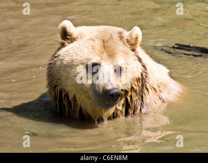 Europäischer Braunbär in einem Fluss schwimmen Stockfoto