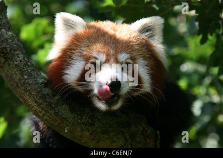 Roter Panda in Whipsnade Zoo Stockfoto