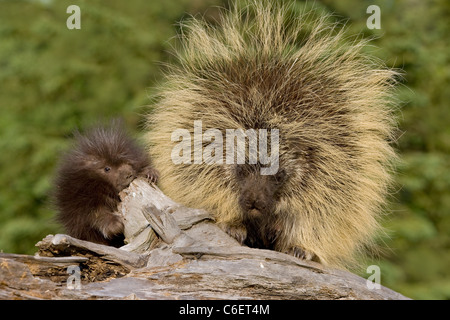 Stachelschwein, North American Stockfoto