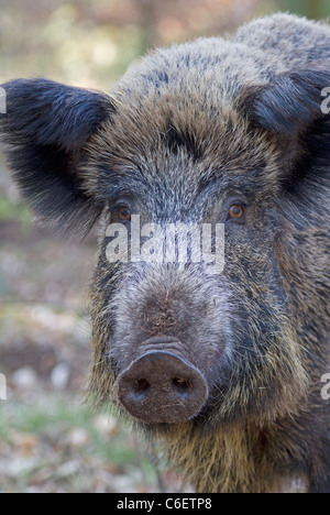 Wildschwein (Sus Scrofa) Stockfoto