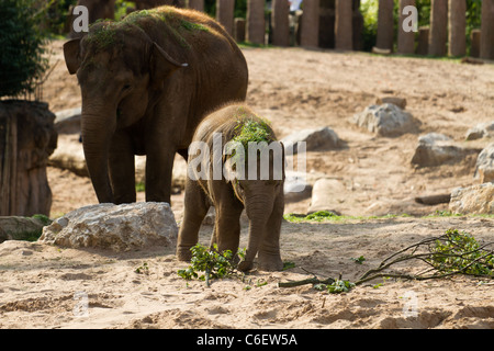 Ein Elefantenbaby mit Rasen auf seinem Kopf. Aufgenommen im Zoo von Chester. Stockfoto