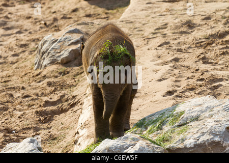 Ein Elefantenbaby mit Rasen auf seinem Kopf. Aufgenommen im Zoo von Chester. Stockfoto