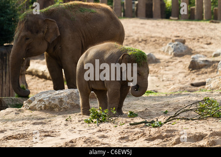 Ein Elefantenbaby mit Rasen auf seinem Kopf. Aufgenommen im Zoo von Chester. Stockfoto