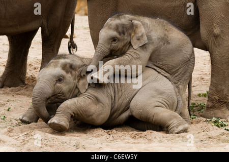 2 junge Elefanten spielen. Aufgenommen im Zoo von Chester. Stockfoto