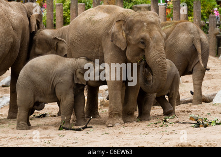 Eine Familie von Elefanten im Zoo von Chester genommen. Stockfoto