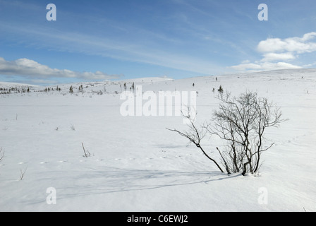 Schneelandschaft in Saariselkä, finnische Lappland Stockfoto