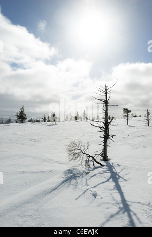 Schneelandschaft in Saariselkä, finnische Lappland Stockfoto