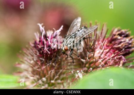 Fleisch-Fly Sarcophaga Carnaria Erwachsenen fliegen in Ruhe auf einer Klette Blume Stockfoto