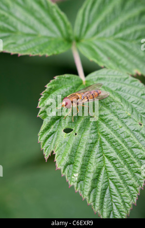 Hoverfly (Marmelade Hoverfly) Episyrphus Balteatus Erwachsenen im Ruhezustand auf einem Blatt mit Flügeln geschlossen Stockfoto