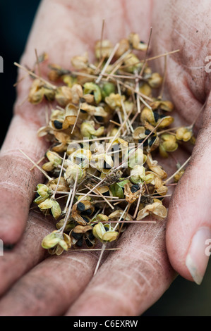 Gärtner Cupped Hands holding Allium Samenkapseln mit Samen Stockfoto