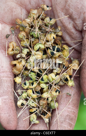 Gärtner Cupped Hands holding Allium Samenkapseln mit Samen Stockfoto