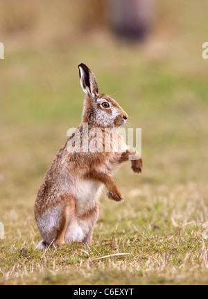 Lepus Europaeus - europäischer Feldhase Stockfoto