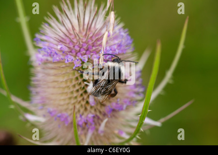 White-tailed Bumblebee Bombus Lucorum auf wilde Karde Dipsacus Fullonum Blume Stockfoto