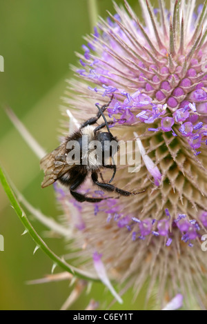 White-tailed Bumblebee Bombus Lucorum auf wilde Karde Dipsacus Fullonum Blume Stockfoto