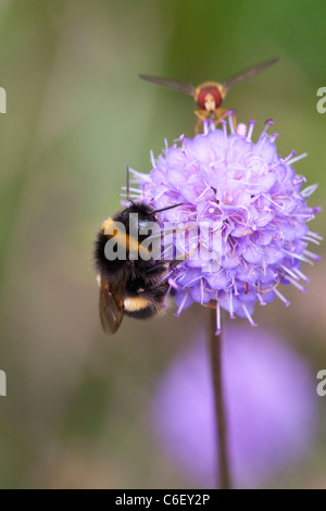 White-tailed Bumblebee Bombus Lucorum auf Devilsbit Witwenblume Succisa Pratensis Blume Stockfoto