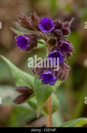Narrow-leaved Lungenkraut Pulmonaria Longifolia am heimischen Standort in Dorset Stockfoto