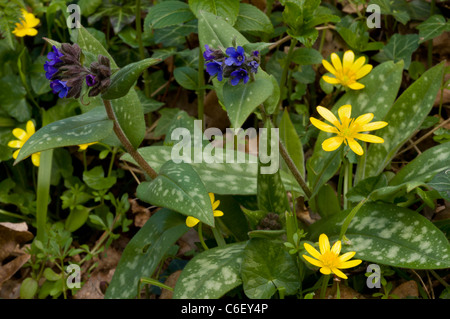 Narrow-leaved Lungenkraut Pulmonaria Longifolia, mit kleinen Celandines am heimischen Standort in Dorset. Stockfoto