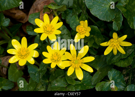 Kleinen Celandines (Ranunculus Ficaria = Ficaria Verna), Dorset Stockfoto