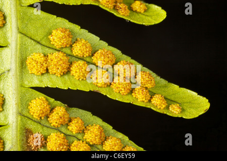 Reife Spore-Cluster (Sori) auf der Unterseite der Wedel von gemeinsamen Maisöl Farn, Polypodium vulgare Stockfoto