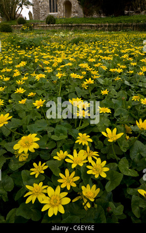 Kleinen Celandines (Ranunculus Ficaria = Ficaria Verna), in Turnerspuddle Kirchhof, Dorset Stockfoto