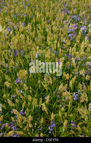 Frühling Wald Flora, Sweet Vernal Grass, Anthoxanthum Odoratum und Glockenblumen; Dorset Garston Holz (RSPB Naturschutzgebiet). Stockfoto